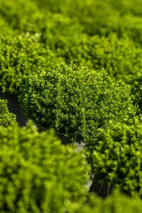 Hebe 'Great Orme' - 2 Ltr pot - image 4