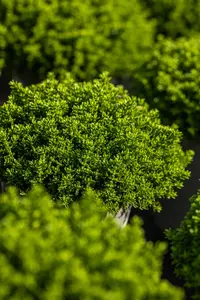 Hebe 'Great Orme' - 1.5 Ltr pot - image 5