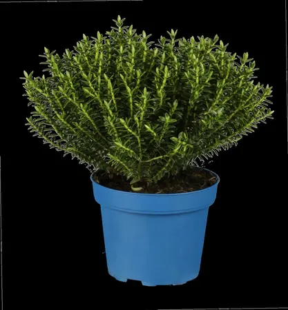 Hebe 'Kirkii' - 10 Ltr pot - image 3