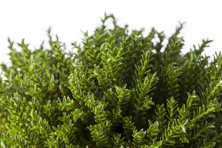 Hebe 'Kirkii' - 1.5 Ltr pot - image 4