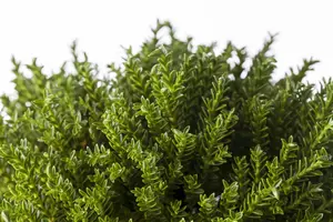 Hebe 'Kirkii' - 1.5 Ltr pot - image 4