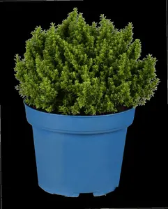 Hebe 'Midsummer Beauty' - 1.5 Ltr pot - image 5
