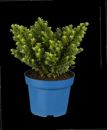 Hebe 'Midsummer Beauty' - 2 Ltr pot - image 4