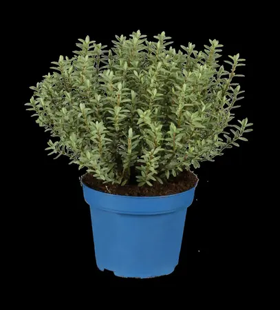 Hebe 'Midsummer Beauty' - 1.5 Ltr pot - image 5