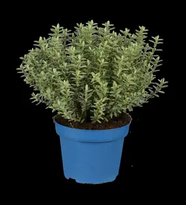 Hebe 'Midsummer Beauty' - 1.5 Ltr pot - image 5