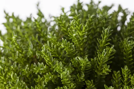 Hebe 'New Zealand' - 2 Ltr pot