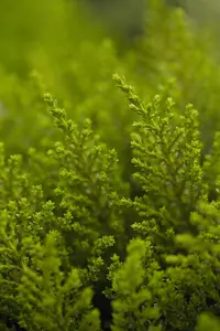 Hebe ochracea 'James Stirling'