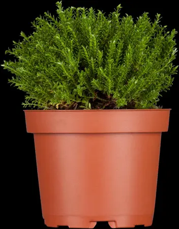 Hebe odora - 3 Ltr pot