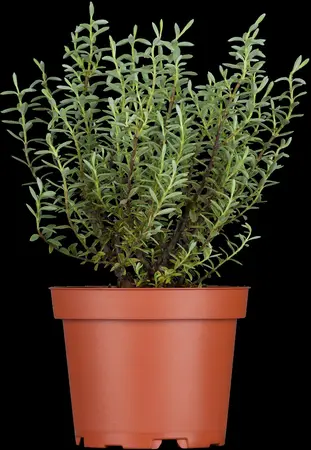 Hebe pimeleoides 'Quicksilver' - P9 - image 1