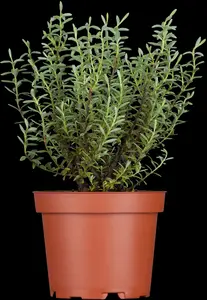 Hebe pimeleoides 'Quicksilver'