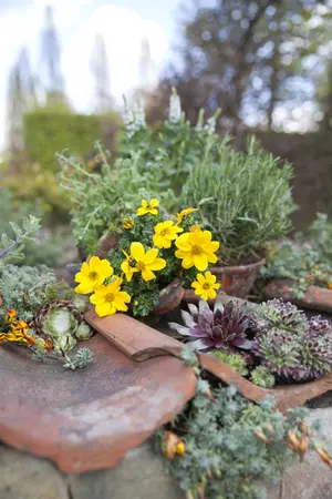 Hebe 'Sapphire' - 1.5 Ltr pot - image 5