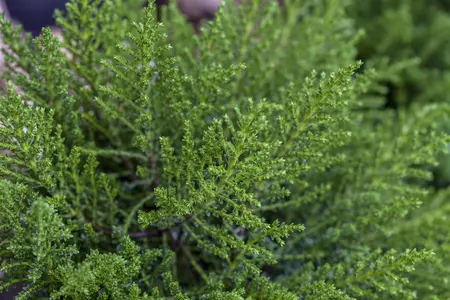 Hebe 'Sapphire' - LINERS 18 CEL TRAY P9 SIZE - image 1