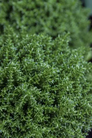Hebe 'Vinoa' purple - P12 - image 3
