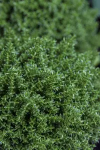 Hebe 'Vinoa' purple - P12 - image 3