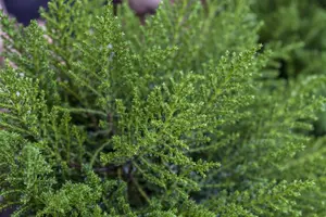 Hebe 'Vinoa' purple - P12 - image 5