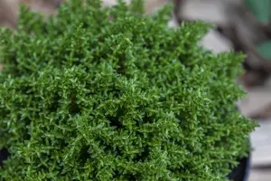 Hebe 'Vinoa' purple - P12 - image 2