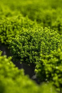 Hebe 'Wiri Charm' - 2 Ltr pot - image 3