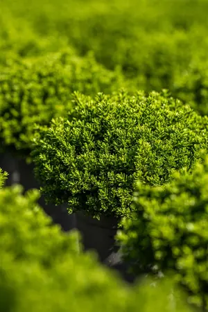 Hebe 'Wiri Charm' - 1.5 Ltr pot - image 3