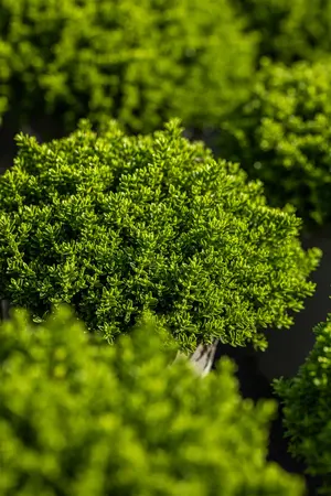 Hebe 'Wiri Charm' - 1.5 Ltr pot - image 5