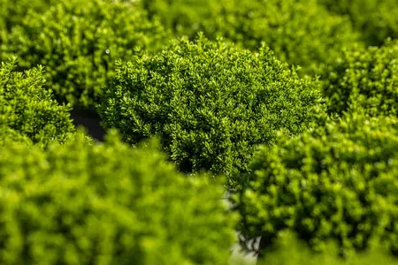 Hebe 'Wiri Charm' - 1.5 Ltr pot - image 1