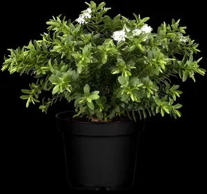 Hebe 'Wiri Mist'