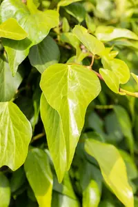 Hedera colchica
