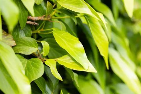 Hedera colchica - P9 - image 2