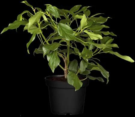 Hedera colchica 'Arborescens' (Fall Favourite) - 1.5 Ltr pot - image 1