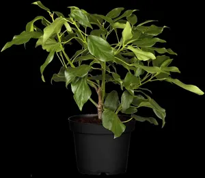 Hedera colchica 'Arborescens' (Fall Favourite) - 1.5 Ltr pot - image 1