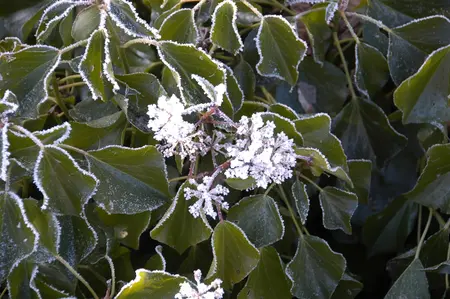 Hedera colchica 'Arborescens' (Fall Favourite) - 2 Ltr pot - image 2