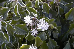 Hedera colchica 'Arborescens' (Fall Favourite) - 2.5 Ltr pot - image 2