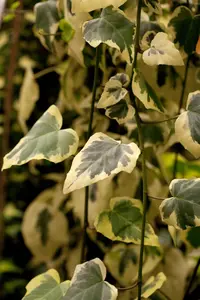 Hedera colchica 'Dentata Variegata' - INSTANT HEDGE 180H X 120W CM - image 3