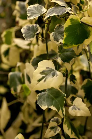 Hedera colchica 'Dentata Variegata' - 150-175 CM C5 - image 2
