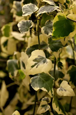 Hedera colchica 'Dentata Variegata' - LINERS 18 CEL TRAY P9 SIZE - image 1