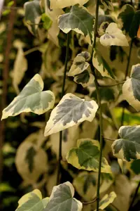 Hedera colchica 'Dentata Variegata' - LINERS 18 CEL TRAY P9 SIZE - image 2