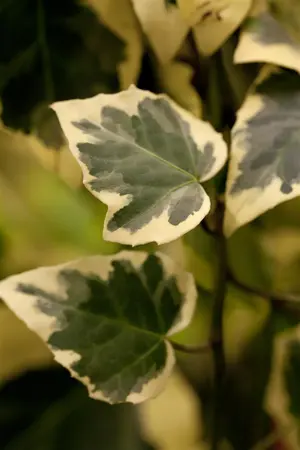 Hedera colchica 'Dentata Variegata' - LINERS 18 CEL TRAY P9 SIZE - image 3