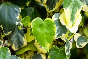 Hedera colchica 'Dentata Variegata' - LINERS 18 CEL TRAY P9 SIZE - image 4