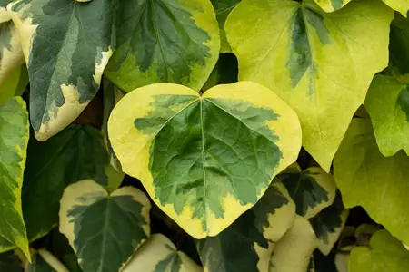 Hedera colchica 'Dentata Variegata' - LINERS 18 CEL TRAY P9 SIZE - image 5