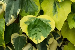 Hedera colchica 'Dentata Variegata' - LINERS 18 CEL TRAY P9 SIZE - image 5