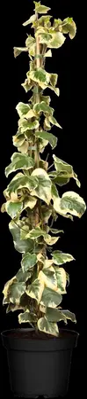 Hedera colchica 'Dentata Variegata' - 150-175 CM C5 - image 5