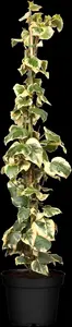 Hedera colchica 'Dentata Variegata' - 150-175 CM C5 - image 5