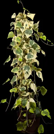 Hedera colchica 'Dentata Variegata' - INSTANT HEDGE 180H X 120W CM - image 1