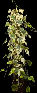 Hedera colchica 'Dentata Variegata'