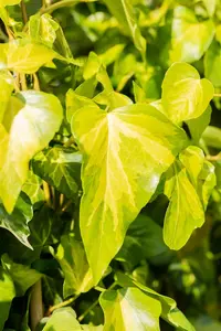 Hedera colchica 'Sulphur Heart' - 2 Ltr, 4 canes - image 3