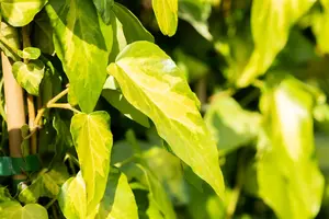 Hedera colchica 'Sulphur Heart' - 2 Ltr, 4 canes - image 2