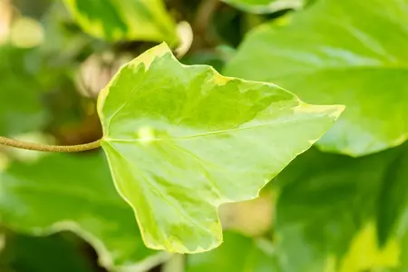Hedera colchica 'Sulphur Heart' - 2 Ltr, 4 canes - image 4