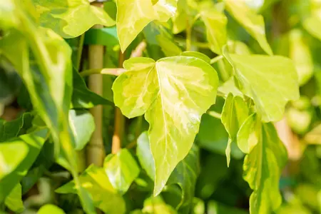 Hedera colchica 'Sulphur Heart' - 2 Ltr, 4 canes - image 5