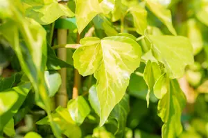 Hedera colchica 'Sulphur Heart' - 2 Ltr, 4 canes - image 5