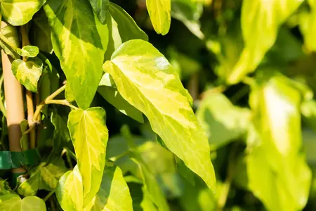 Hedera colchica 'Sulphur Heart' - LINERS 18 CEL TRAY P9 SIZE - image 1