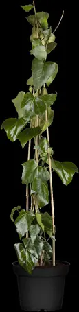 Hedera colchica 'Sulphur Heart' - 2 Ltr, 4 canes - image 1